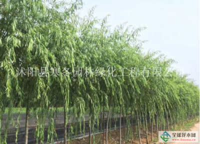 【江苏【青皮垂柳】最新青皮垂柳_价格_图片_产地报价表详情描述供应|大叶黄杨 瓜子黄杨 金叶女贞 红叶小檗 丛生紫荆 丛生紫薇 紫叶李 重生花石榴 等200种绿化苗木沭阳县寒冬园林绿化工程商铺