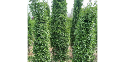 徐汇区综合园林绿化监控