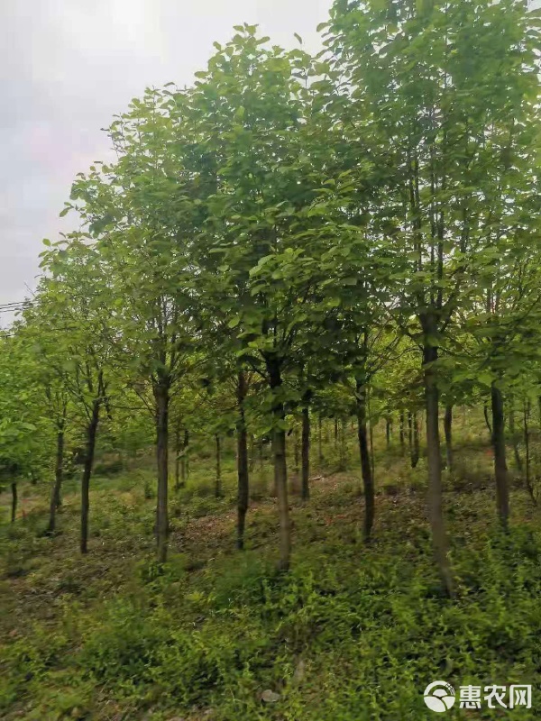 白玉兰苗木市场价格解析与园林绿化工程应用指南